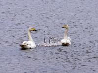 Singschwan Familie auf einem See